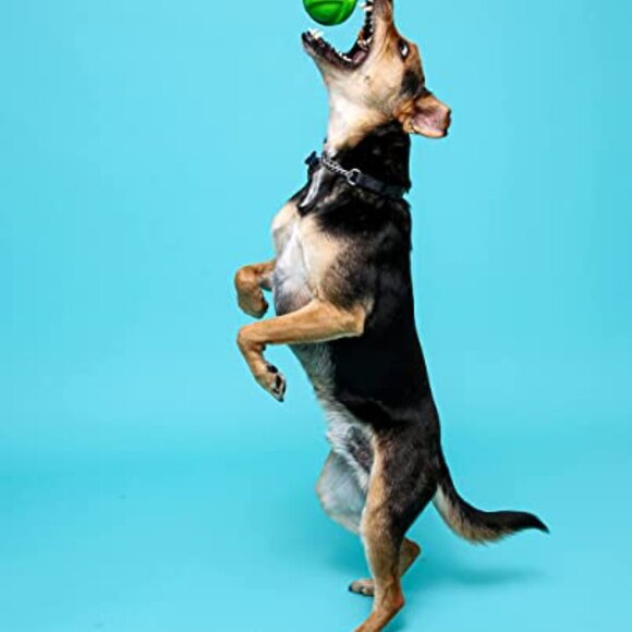 Squeak Ball Dog Toy Pack Durable Natural Rubber Bacon Scented Fetch Chew - Picture 6 of 7